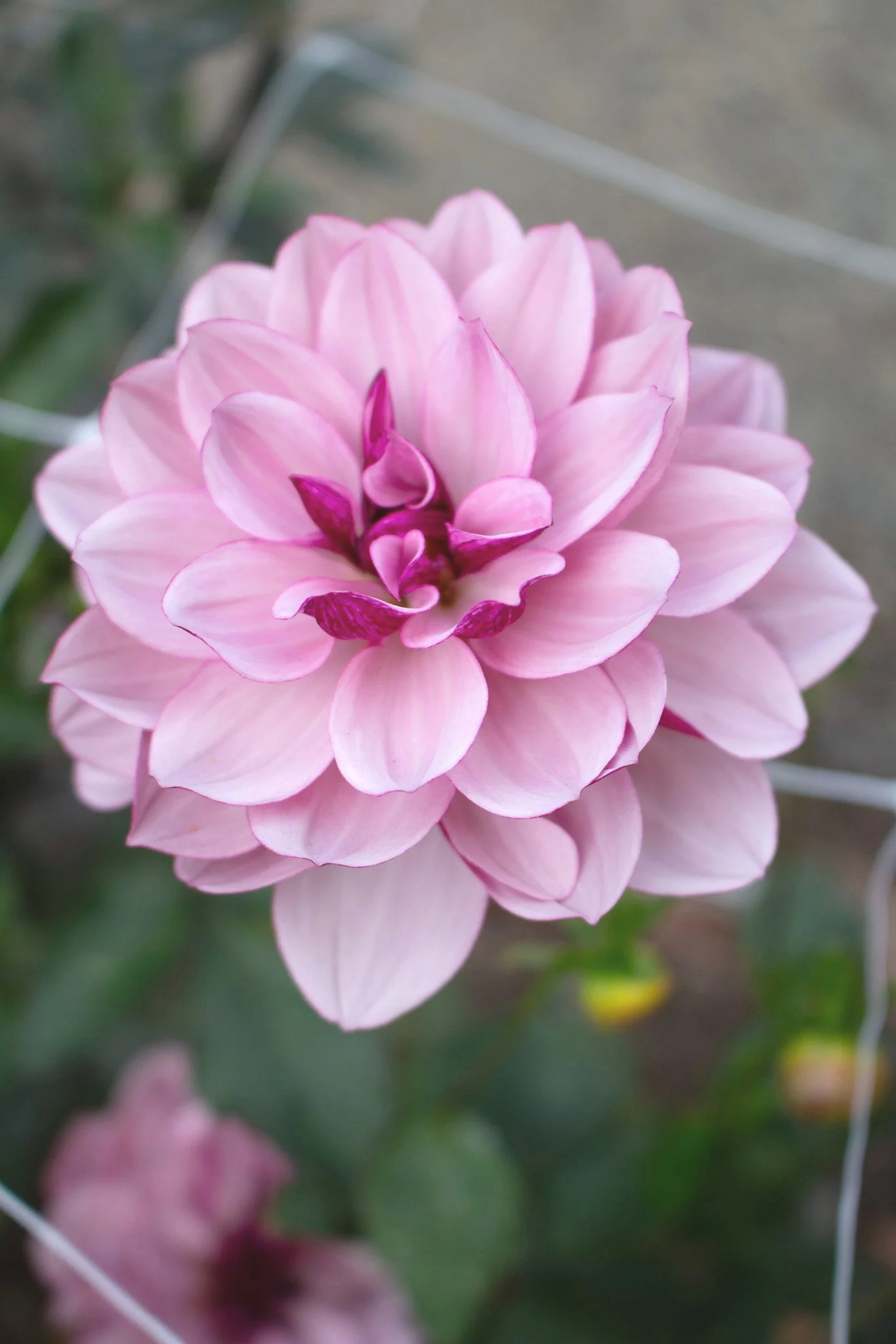 その他 Dahlia, Idyllic Dreamer CSR Dahlia, Idyllic Dreamer (Alchemical Revolution) - Index